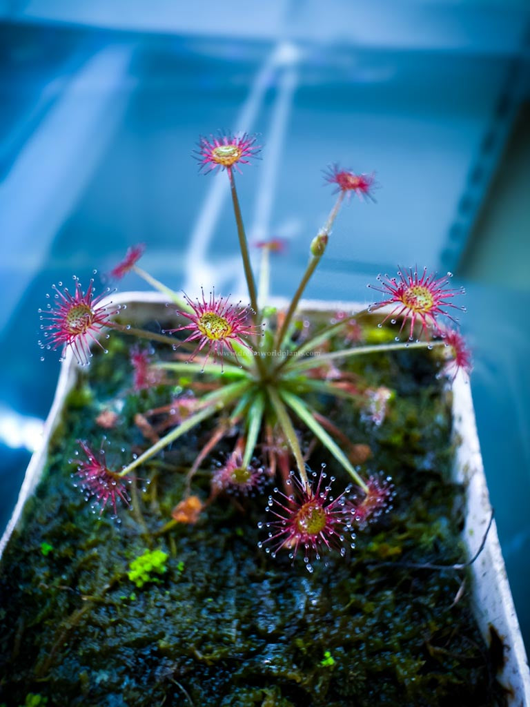 Drosera Paradoxa – Krishna’s Dream World