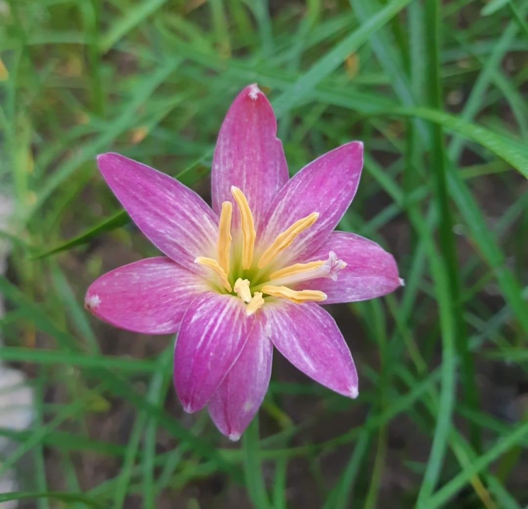 Rain Lily Hideko