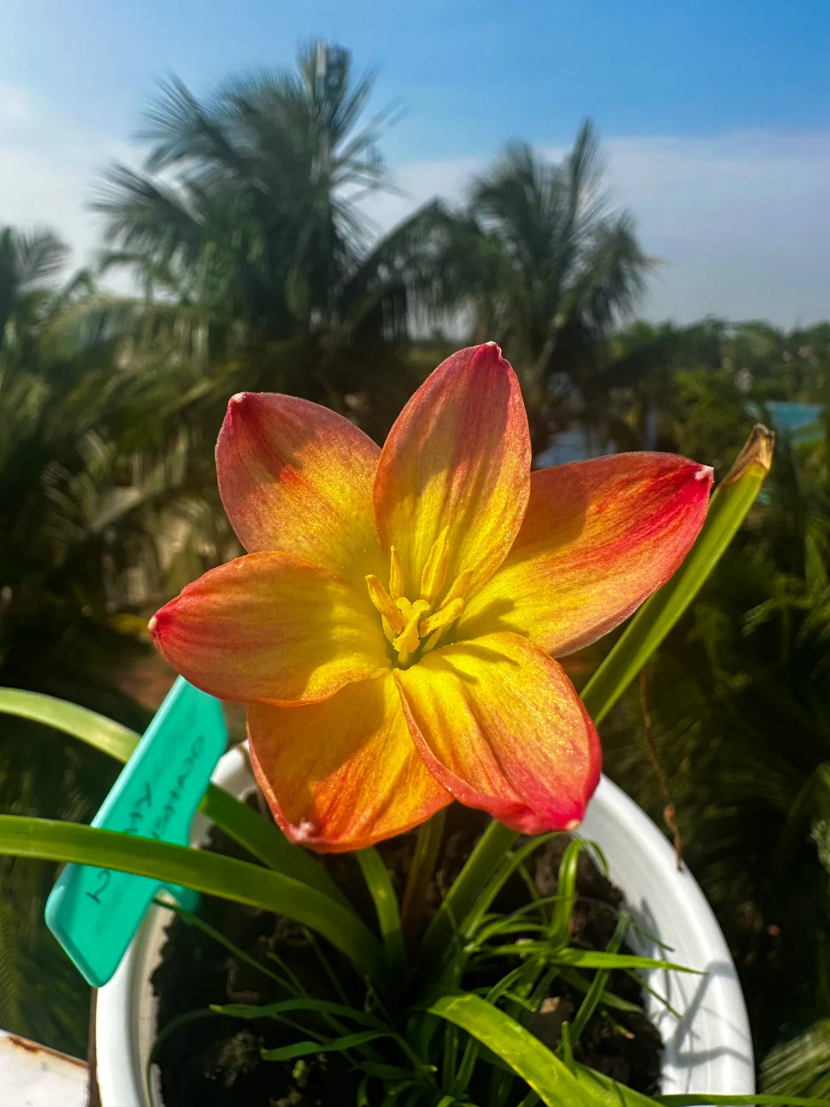 Rain Lily Wishy wish