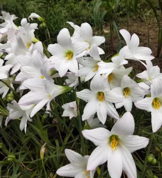 Rain Lily Habranthus John Fellens (H21)