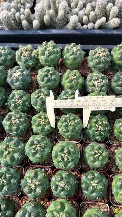 Cactus Coryphantha