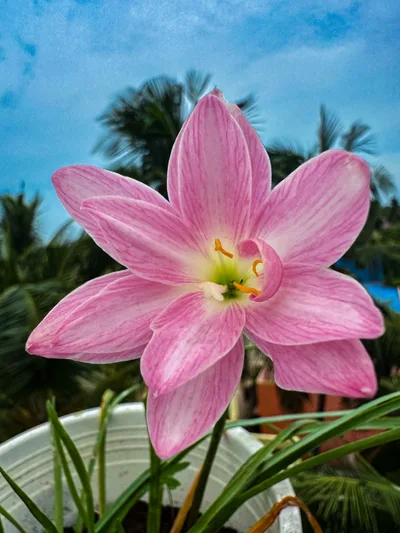 Rain Lily Parona