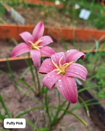 Rain Lily Puffy Pink