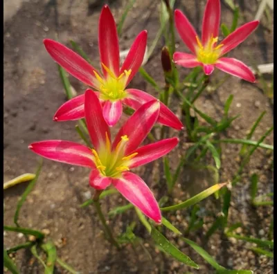 Pink Petal Royalty