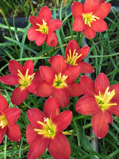 Rain Lily Red Ayothaya — thumbnail 3