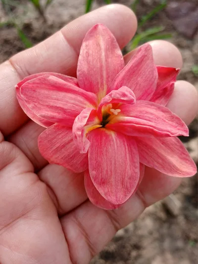 Rain Lily Nalinthara — thumbnail 2