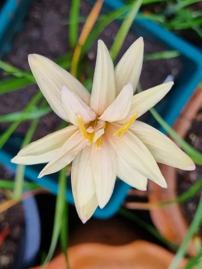 Rain Lily Chandler sparkle