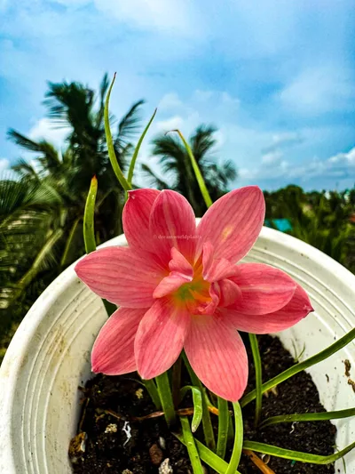 Rain Lily Jintara