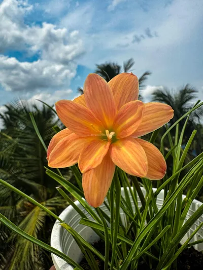 Rain Lily Orange Spy — thumbnail 4