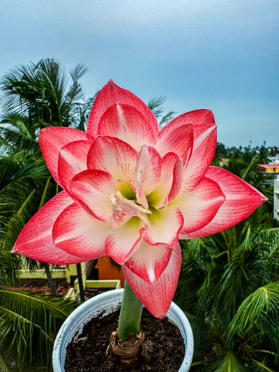 Amaryllis Blossom Peacock