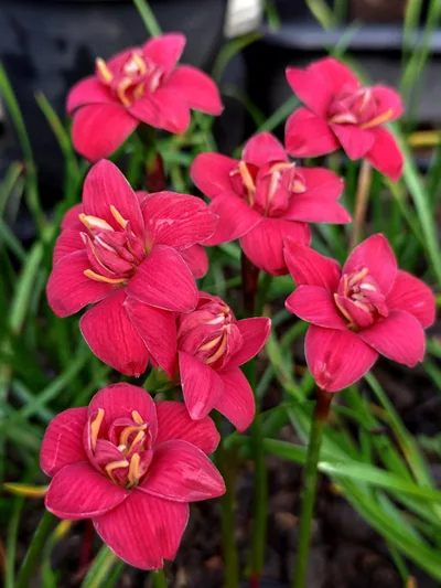 Rain Lily DW 73