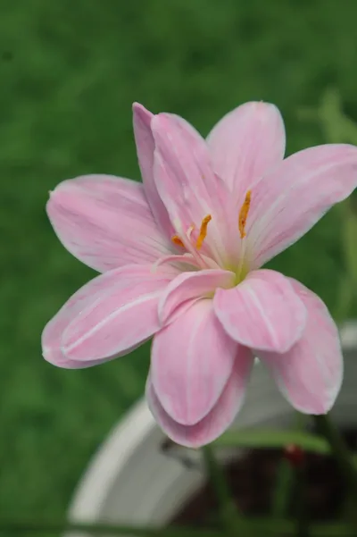 Rain Lily Sweet Pink