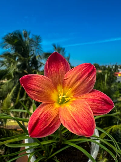 Rain Lily Chinda — thumbnail 1