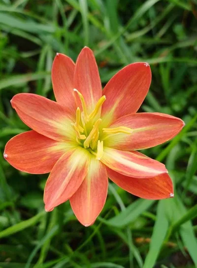 Rain Lily Songkaria — thumbnail 5