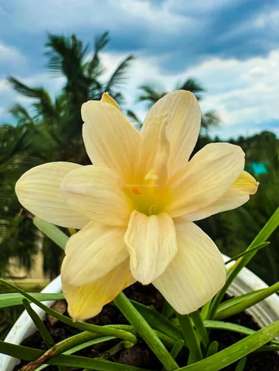 Rain Lily Pelican