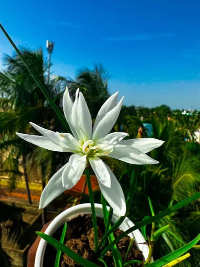 Rain Lily Sparkling Glass — thumbnail 1