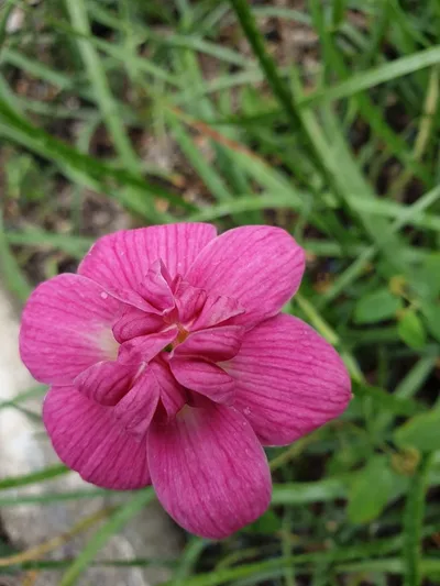 Rain Lily Flora love
