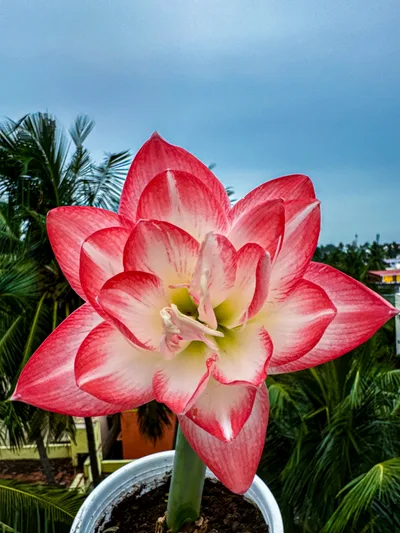 Amaryllis Blossom Peacock