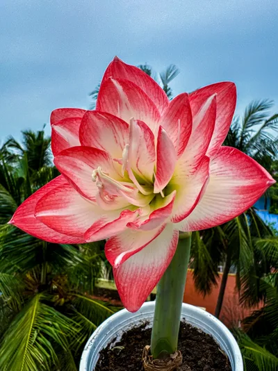 Amaryllis Blossom Peacock