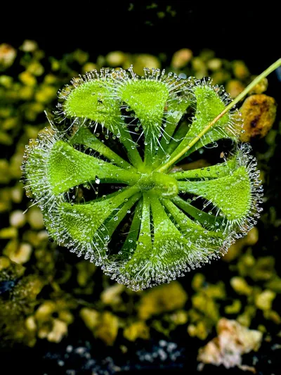Onam's Dewdrop Jewels