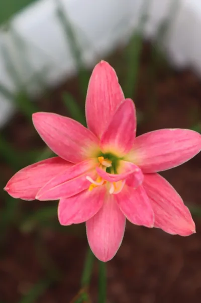 Rain Lily silver edge