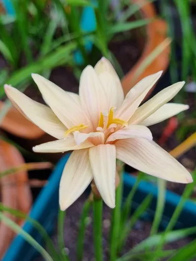Rain Lily Chandler sparkle