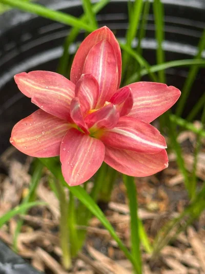 Rain Lily Sila lai , Sila Rai — thumbnail 3