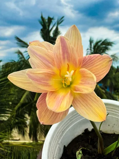 Golden Moon Rain Lily Trio