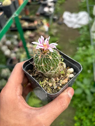 Cactus Stenocactus Multicostatus (Brain Cactus) ( Bare root )