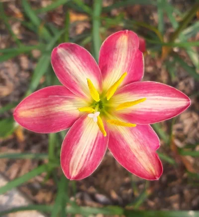 Rain Lily Small Hybrid