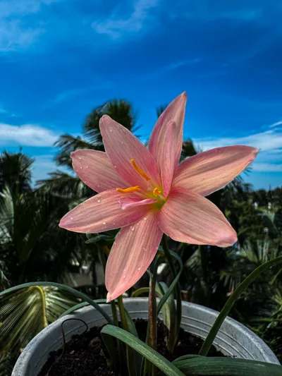 Rain Lily Prang champoo