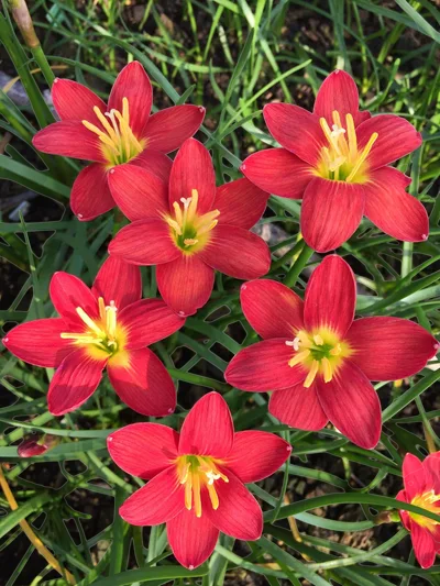 Rain Lily Red Ayothaya — thumbnail 2