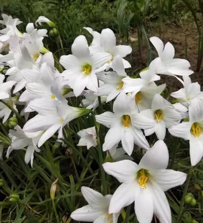 Rain Lily Habranthus John Fellens (H21)