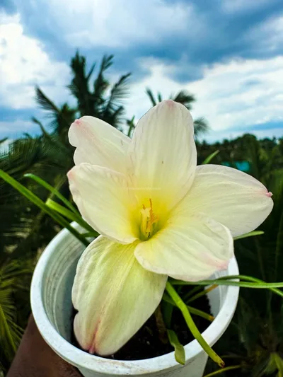 Rain Lily Zowie Star Dust