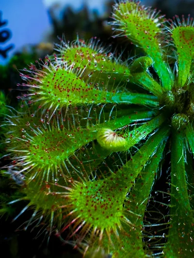 Drosera Tokaiensis — photo 1