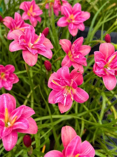 Rain Lily Lucky Pink — thumbnail 5