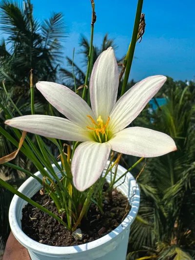 Rain Lily Pride of Gatagone