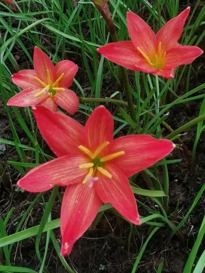 Rain Lily Miracle