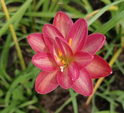 Rain Lily Carnelian Stone