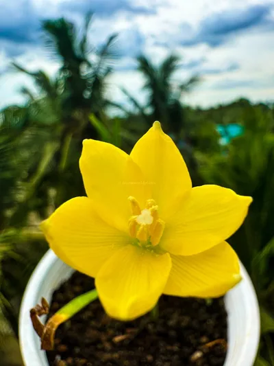 Rain Lily Jonesi