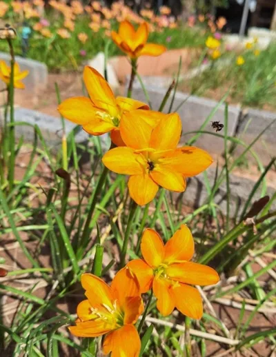Rain Lily Life and Joy