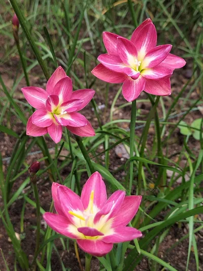 Rain Lily Rungsila