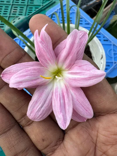 Rain Lily Sira pink-350