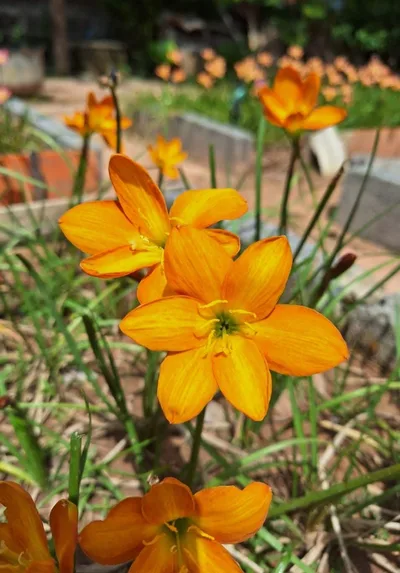 Onam Pookalam Rain Lilies