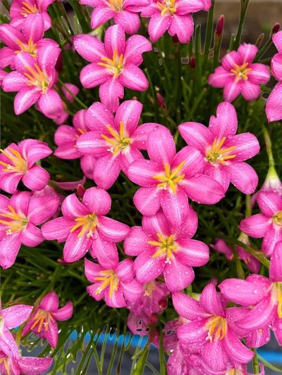 Rain Lily Monthira — thumbnail 4