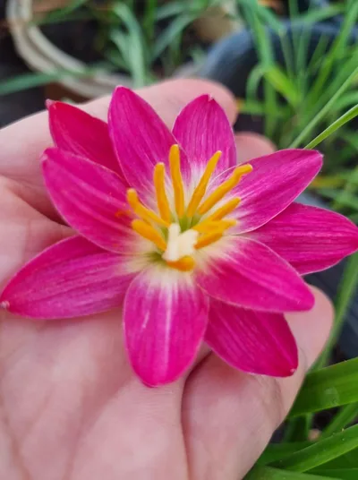 Rain Lily RP 31