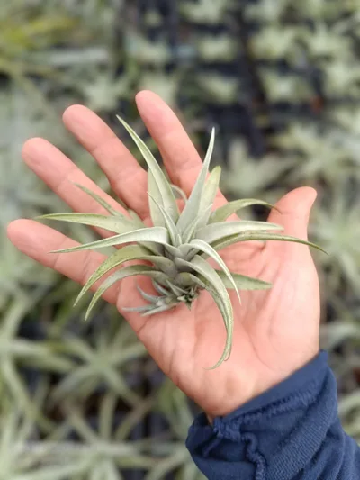 Air Plant Capitata Silver Rose — thumbnail 2