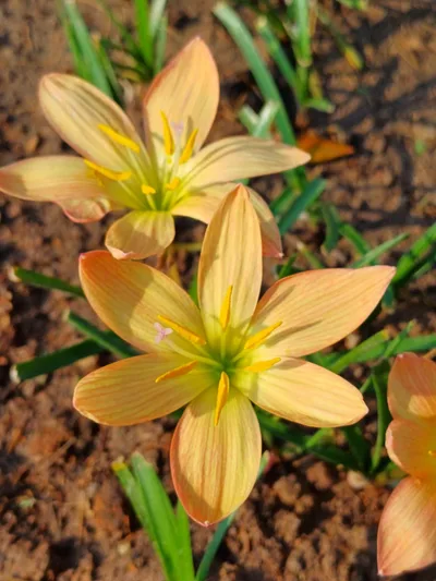 Rain Lily Arun Som