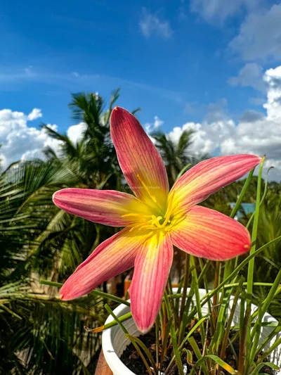 Rain Lily Garden Party — 15