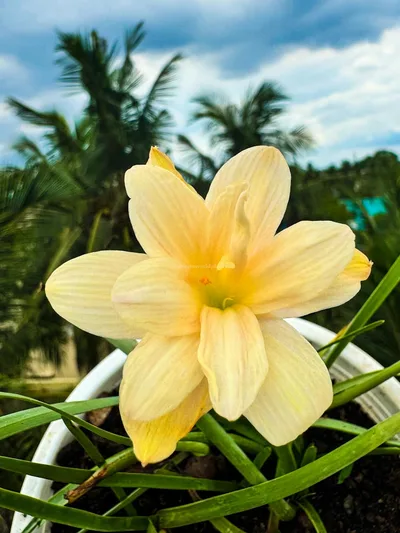 Onam's Vibrant Lily Pookalam